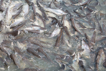 Many pangasius in the pond farm  are waiting for food