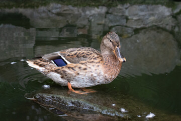 wild duck in the pond, lake and wildlife, bird
