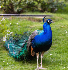 Fototapeta premium Peacock. Shot at Holland park in west London.