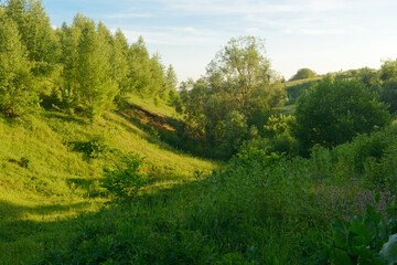 Fototapeta na wymiar summer landscape with bright greens and trees in a ravine