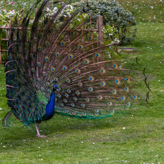 Peacock. Shot at Holland park in west London.