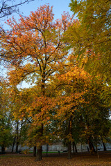 Fototapeta premium Historic Sempione park in Milan at November. Foliage