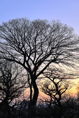 大阪城公園　関西　日本