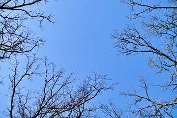 tree branches against blue sky