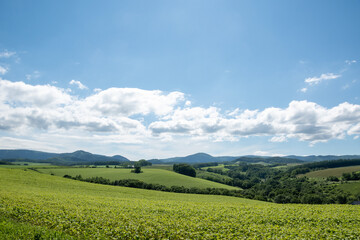 夏の緑の丘陵畑作地帯
