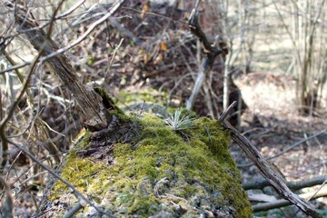 bright green moss on fallen tree in the forest jungle