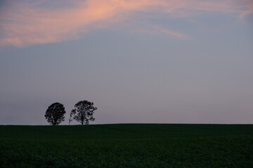 Fototapeta na wymiar 美しい夕焼け雲と畑に立つ木 