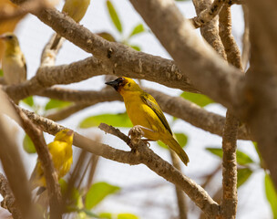 Masked Weaver yellow tropical bird in Eastern Province of Saudi Arabia