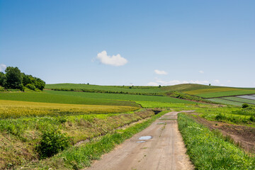 Fototapeta na wymiar 夏の丘陵畑作地帯の道 