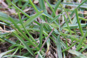 grass in the grass