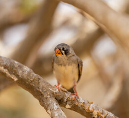 Black cheek Zebra Finch tropical bird in the Eastern Province of Saudi Arabia