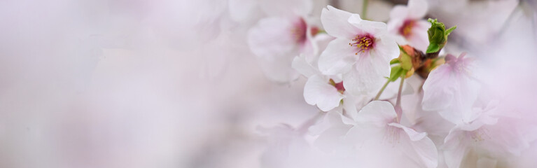 ワイド幅で撮影した春の満開の桜のアップ写真