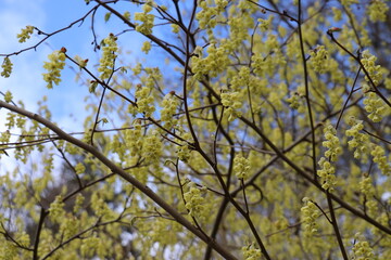 branches and blossom against blue sky
