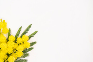 Fond clair avec des branches de mimosa - Composition florale colorée avec espace vide