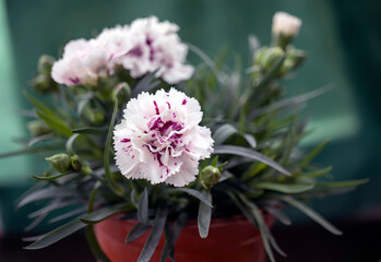 carnation flower, close-up. macro photo.