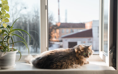 Gray fluffy cat with green eyes resting on the windowsill by the open window