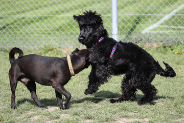 Patterdale Terrier and Cocker Spaniel playing