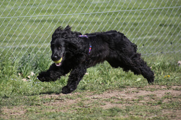 Cocker Spaniel playing on meadow