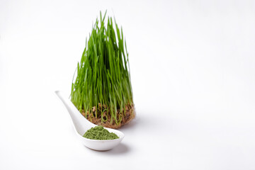 Green Barley Sprout grass and bowl of green detox powder isolated on white. Copyspace.