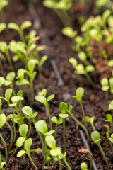 Fresh sprouts of aster seeds close-up. Growing plants of seedlings.