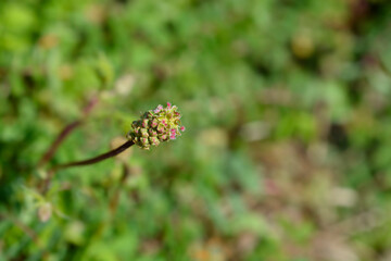Salad burnet