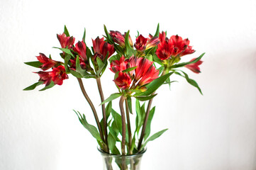 Rote Inka Lilien in der Vase