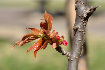 Japanese flowering cherry Kanzan