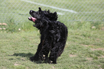 Cocker Spaniel playing on meadow