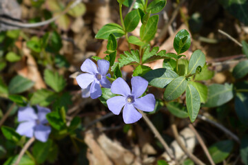 Lesser Periwinkle