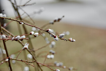 Spring seals, spring awakening concept with copy space