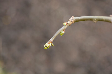 Weeping white mulberry