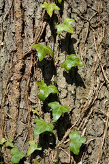 Common ivy