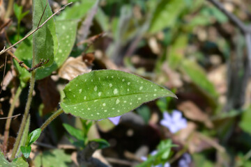 Common lungwort