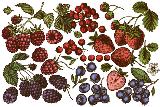 Vector set of hand drawn colored strawberry, blueberry, red currant, raspberry, blackberry