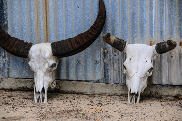 Water buffalo skulls lean against a corrugated iron wall in Bamurru Plains, Northern Territory,...