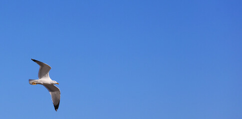 seagull flying with blue sky, space for text.