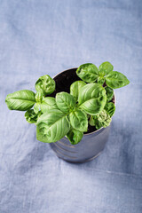 Home grown fresh basil in pot, selective focus