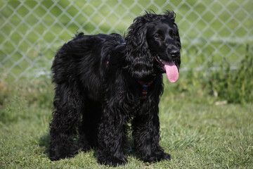 Cocker Spaniel playing on meadow