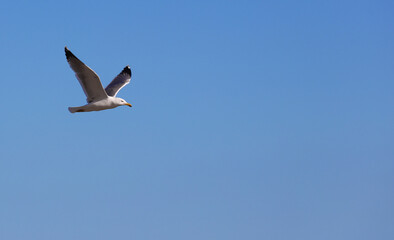 Fototapeta premium seagull flying with blue sky, space for text.