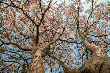 Obraz premium Ype branco