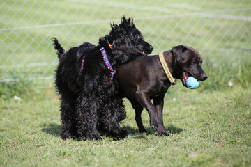 Patterdale Terrier and Cocker Spaniel playing