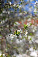 Spring blossoms on a tree. Selective focus.