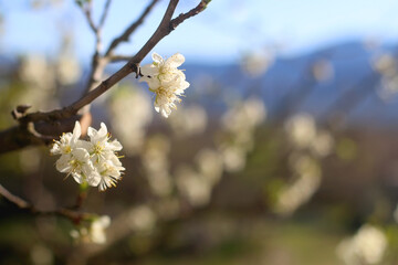 Spring blossoms on a tree. Selective focus.