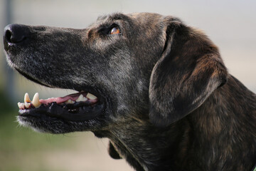 Mixed breed dog sitting on meadow, close up