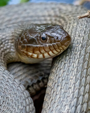 Brown Water Snake Curled Up