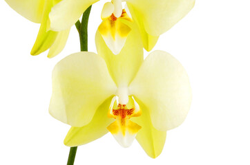 Yellow orchid flower © Unkas Photo