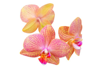 Obraz na płótnie Canvas Pink orchid flower