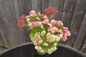 Pink and green flowers of hydrangea