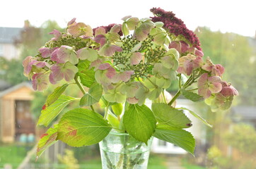Pink and green flowers of hydrangea