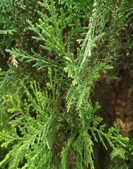 close up of a pine tree